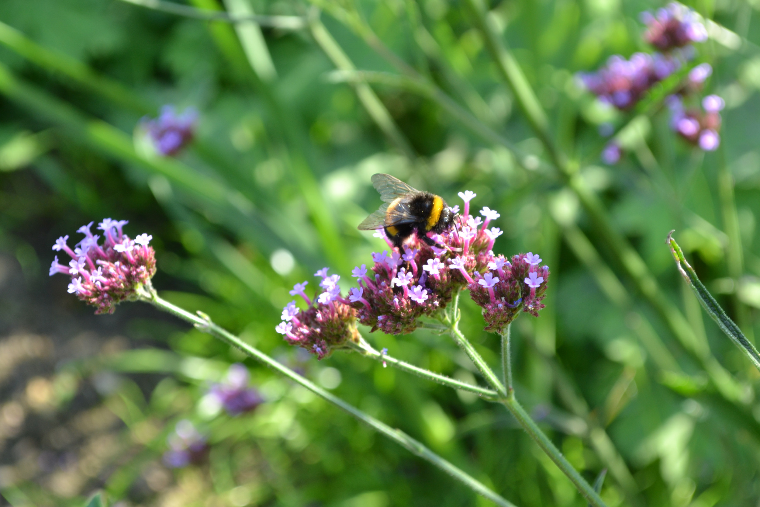 Haus am Paschberg  Schullandheim und Freizeithaus für Menschen mit Behinderungen