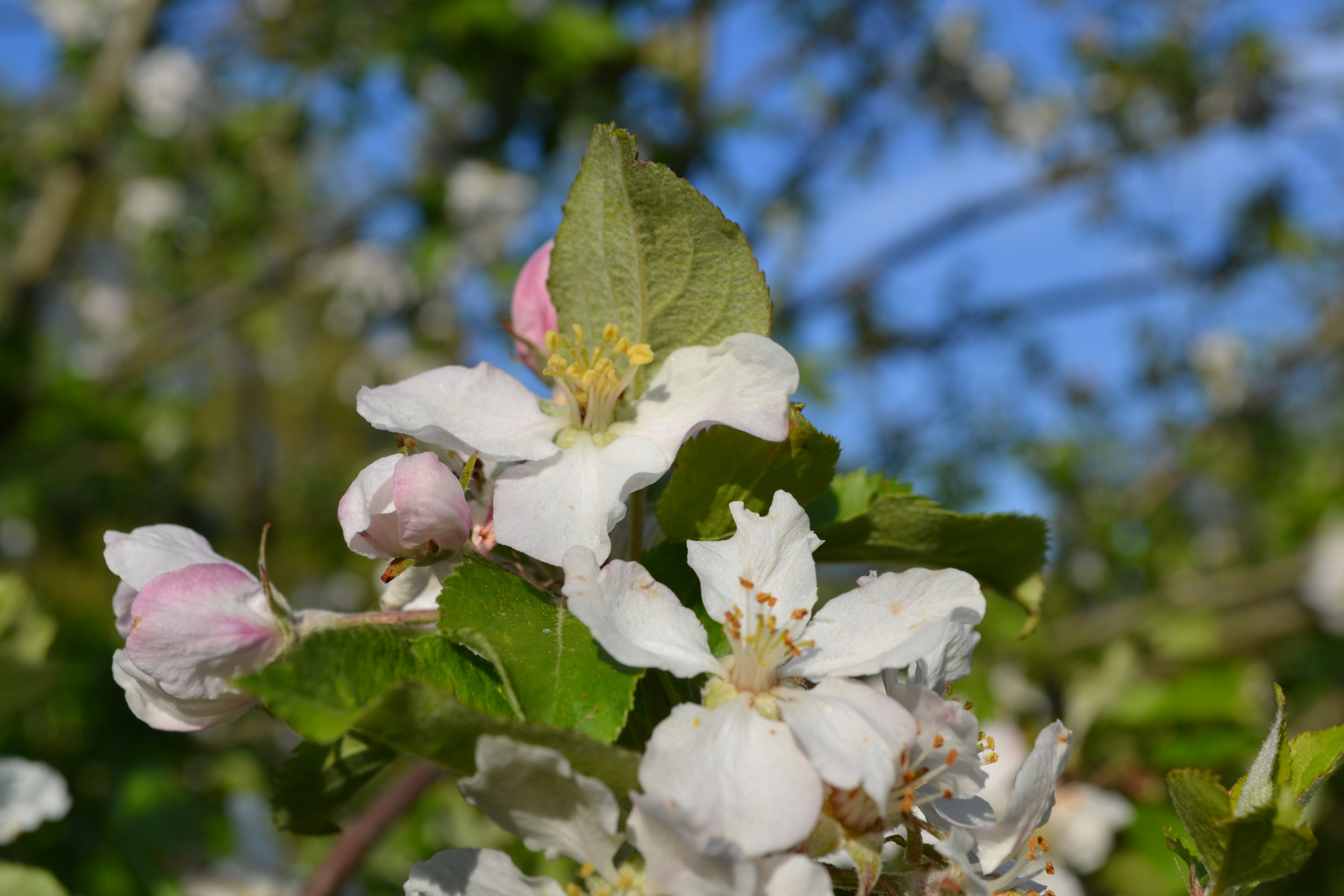 Haus am Paschberg  Schullandheim und Freizeithaus für Menschen mit Behinderungen