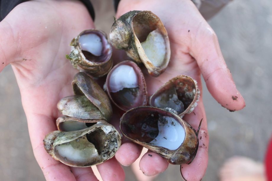 Gruppengästehaus Klaarstrand