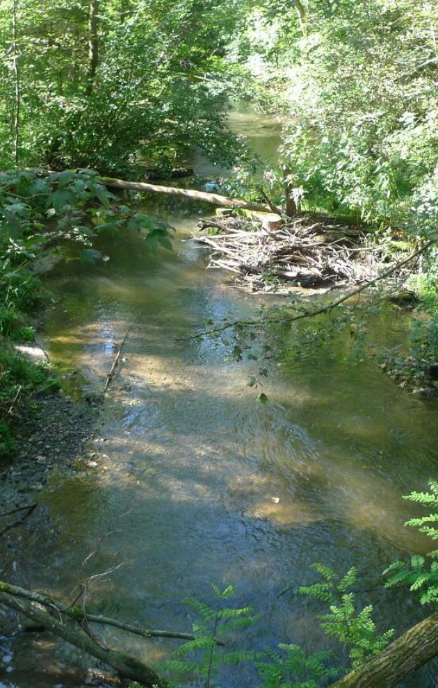 Ferienheim Haslachmühle