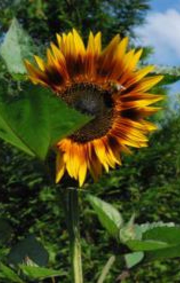 Schullandheim und NaturFreundehaus Zwingenberger Hof