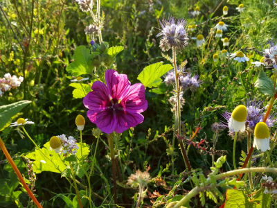 Naturerlebnishof-Helle